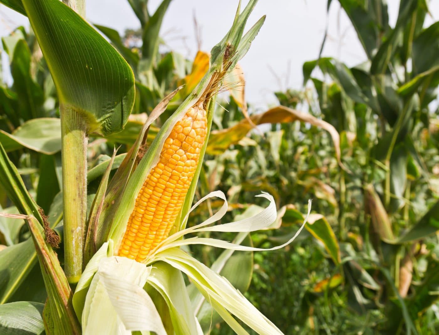 Кукуруза: выращивание и уход | Дача, сад и огород