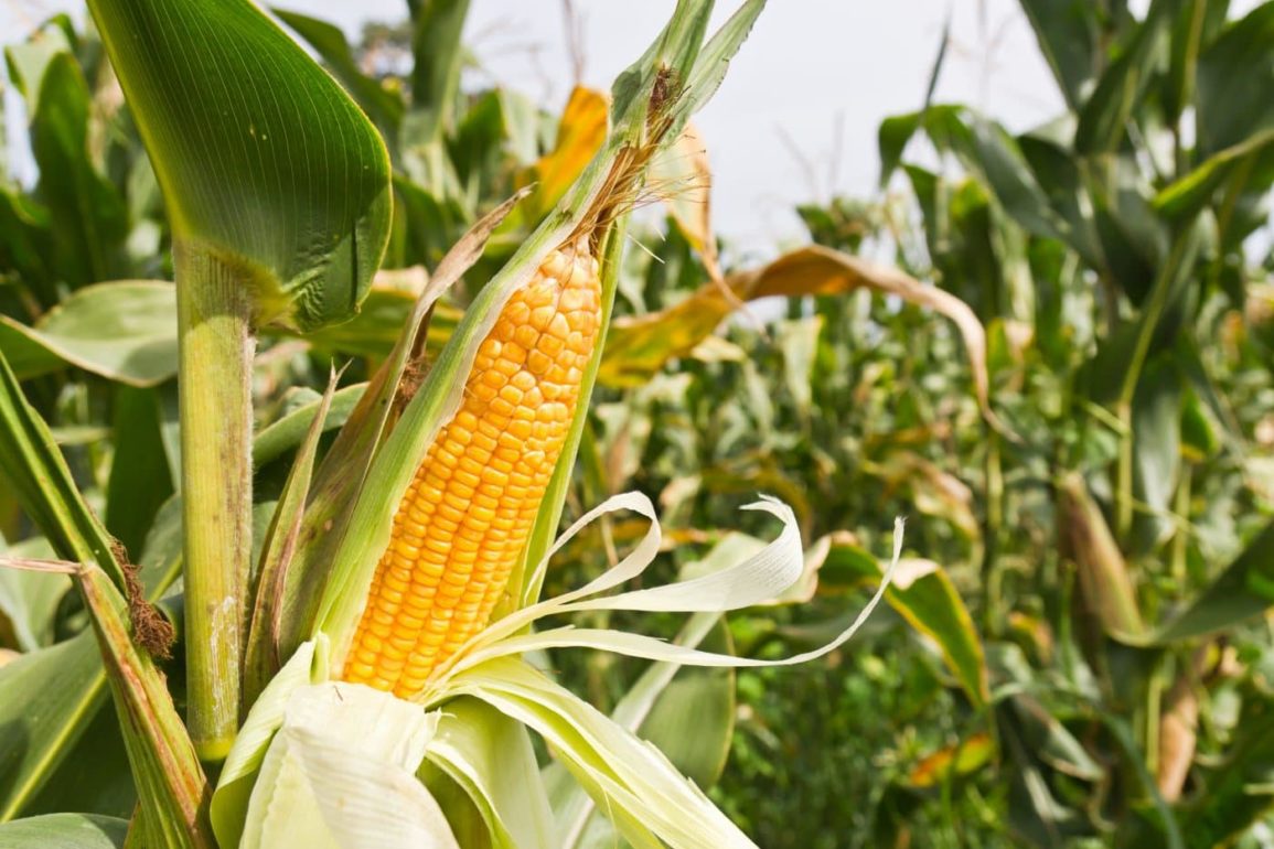 Кукуруза: выращивание и уход | Дача, сад и огород