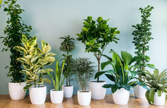 Зачем нужны комнатные растения?